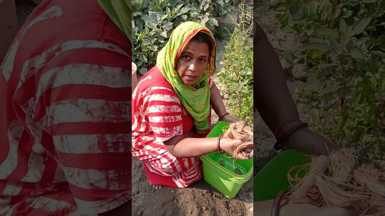 টবে আম গাছ লাগানোর সঠিক নিয়ম/কলমের আম গাছ লাগানোর জন্য কত বড় টব নিতে হবে/আম গাছের যত্ন