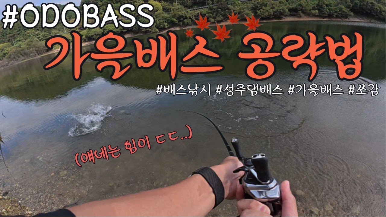 [오도배스] ep.8 가을배스 공략법🔥🔥    #배스낚시 #배스포인트 #배스 #배스앵글러 #성주댐배스 #아로스 #배스루어 #배스루어낚시 #가을배스 #가을배스낚시