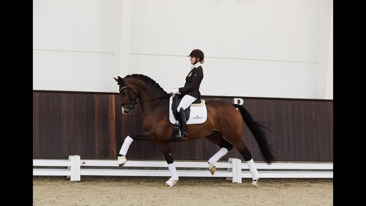 Hesselhoj Downtown - Stallion Collection Schockemoehle & Helgstrand 2021 ENG