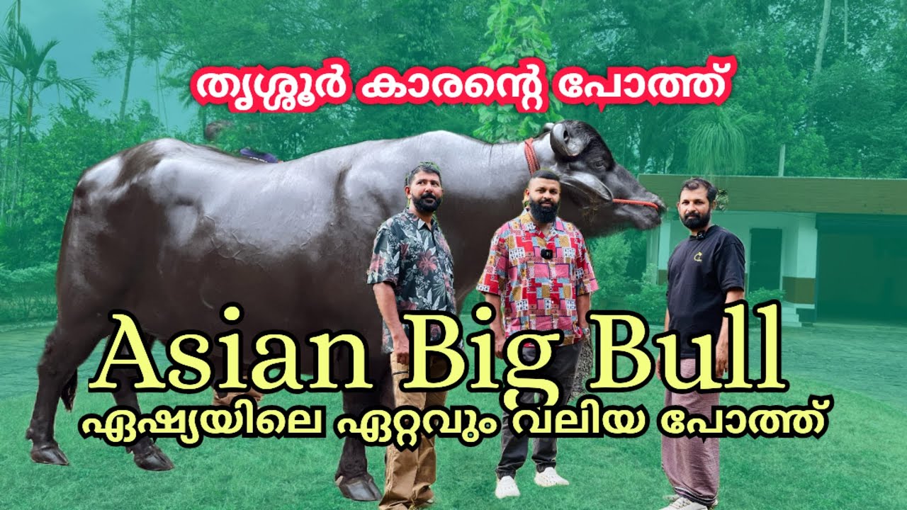 ഏഷ്യയിലെ ഏറ്റവും വലിയപോത്ത് തൃശ്ശൂര്കാരന്റെ കയ്യിൽ ആനയുടെ വലിപ്പം Big Bul