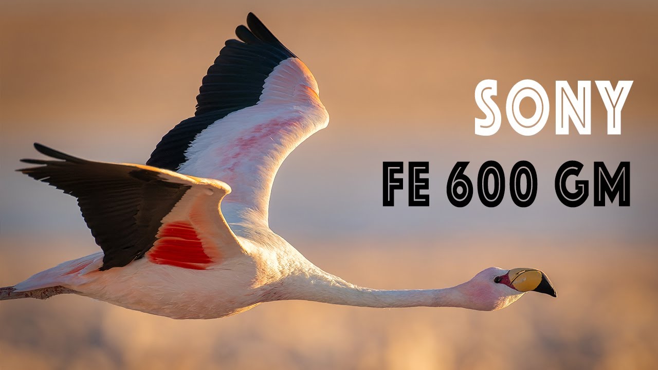 Sony 600 mm GM f4