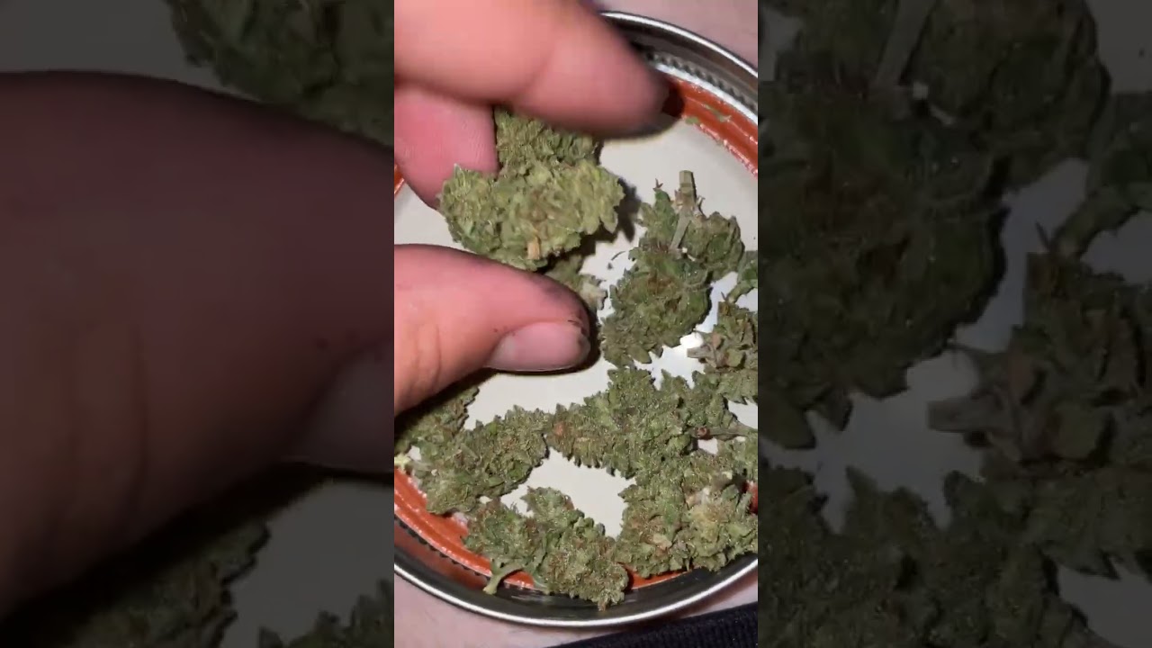 2025 STICKEY ORANGE XXL SENSI SEEDS AUTOFLOWER