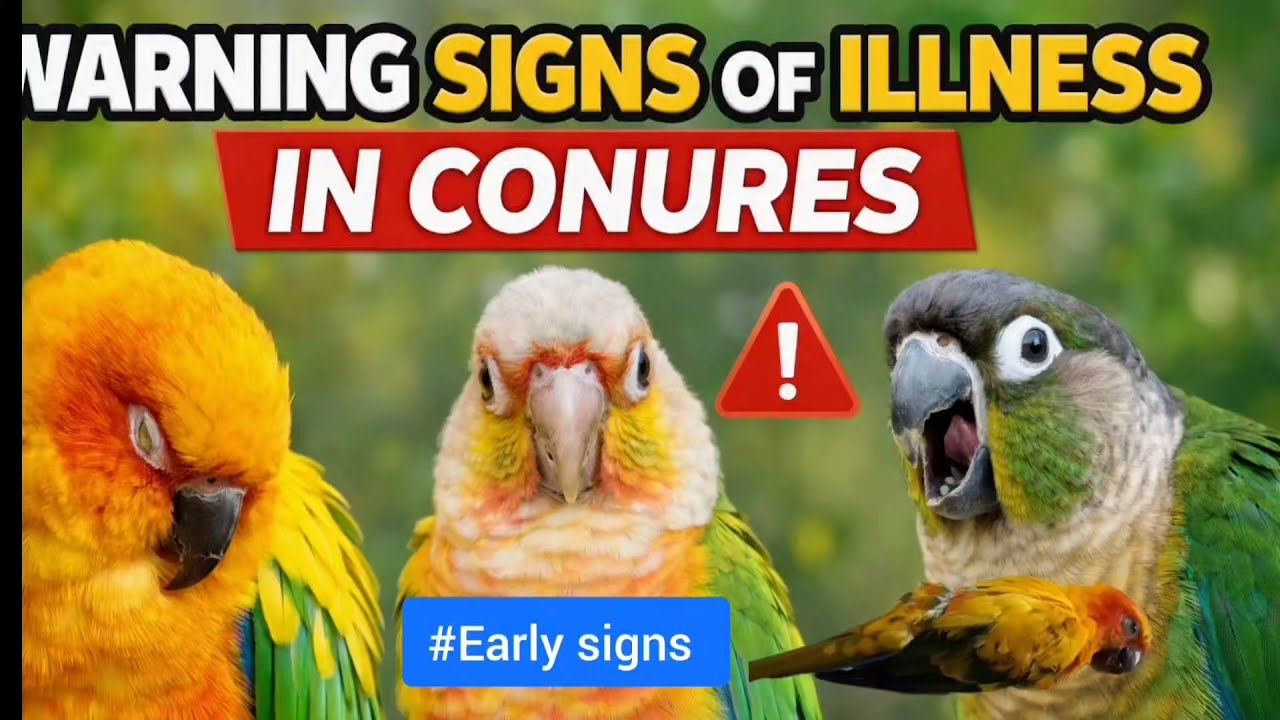 ⚠️ Early Warning Signs of Illness in Conures( sun,greencheekconure)🦜#Sunconure #Warningsignofillness
