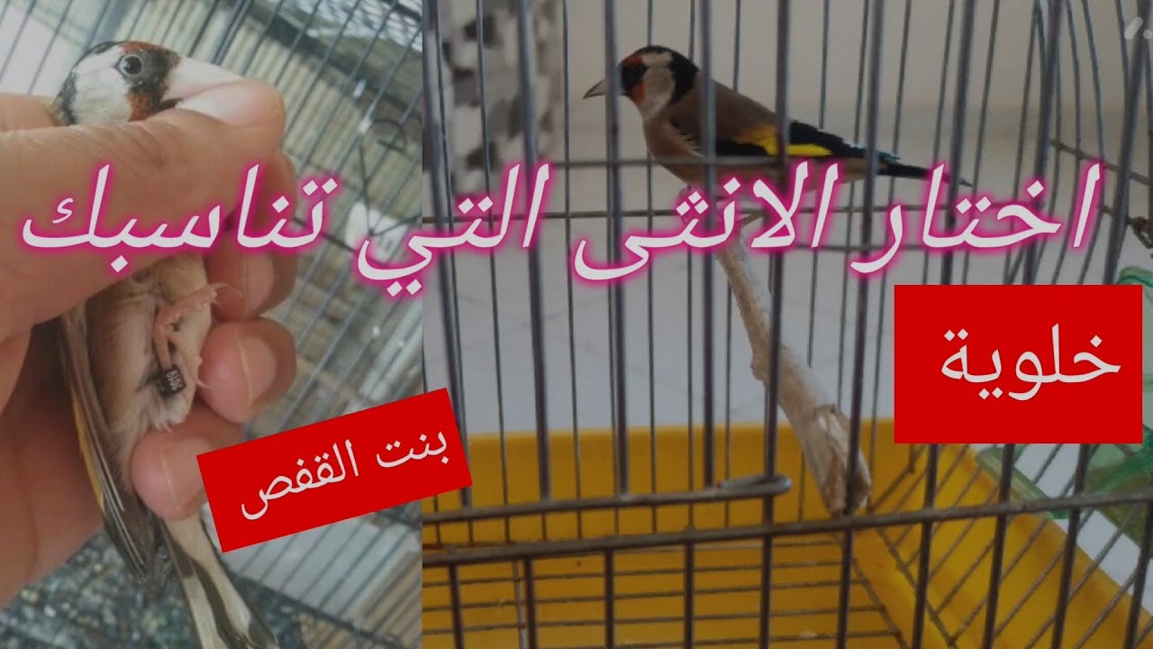 انثى حسون بنت القفص و انثى حسون خلوية... ايجابيات و سلبيات |كيف تختار انثى حسون للانتاج منها بسهولة