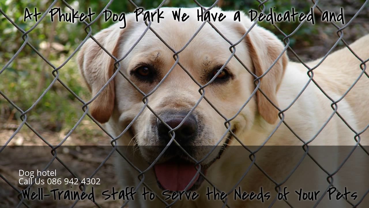 Best dog hotel Phuket Thailand