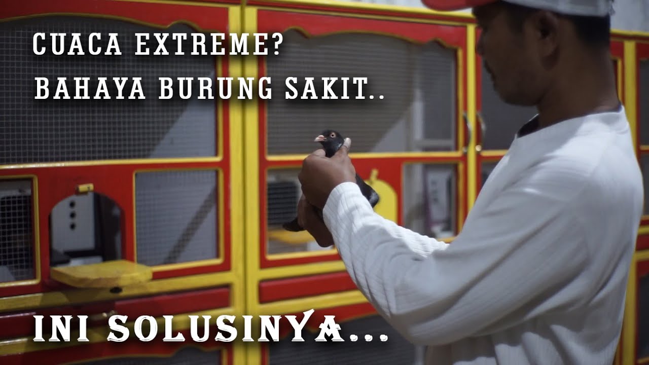 TIPS CARA PENANGGULANGAN MERPATI SAKIT DIKALA CUACA EXTREME BERSAMA OM BUDI SUKSES SQUAD PEKALONGAN