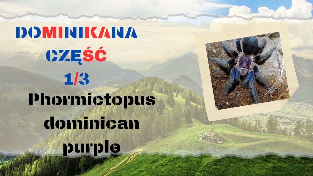 PHORMICTOPUS DOMINICAN PURPLE W NATURALNYM ŚRODOWISKU!
