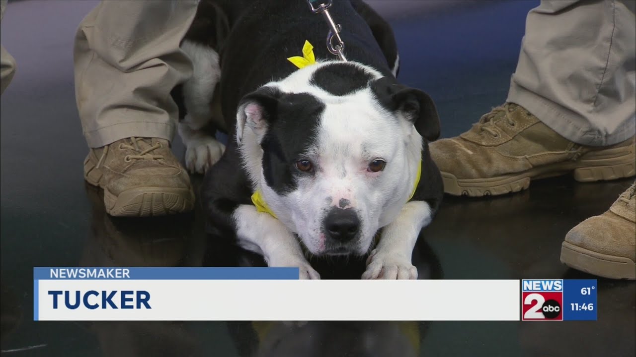 Newsmaker: Wilson County Animal Control