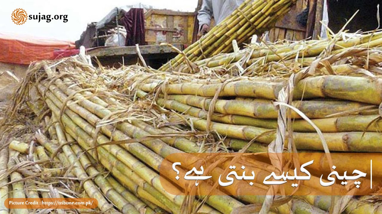 Sugar’s journey: From field to your table | Farmers | Sujag Videos