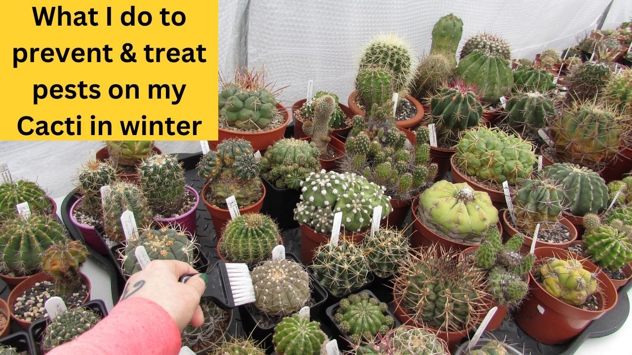 What I do to prevent & treat pests on my Cacti in winter #cactus #cactusplants