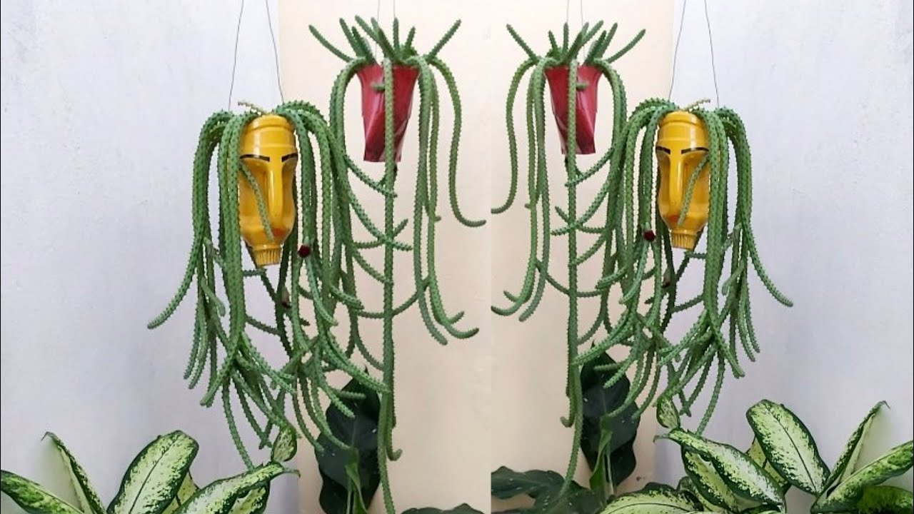 COMO PLANTAR A HUERNIA SCHNEIDERIANA 