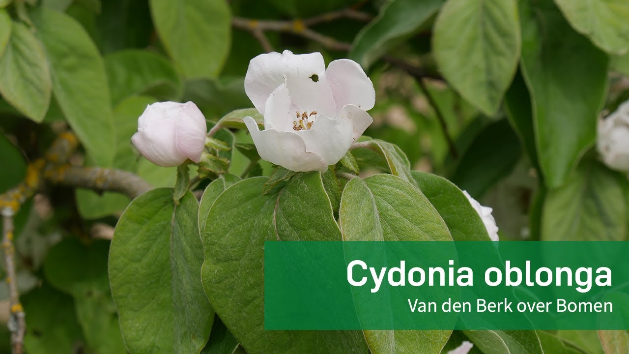 Cydonia oblonga - kweepeer - Van den Berk Boomkwekerijen