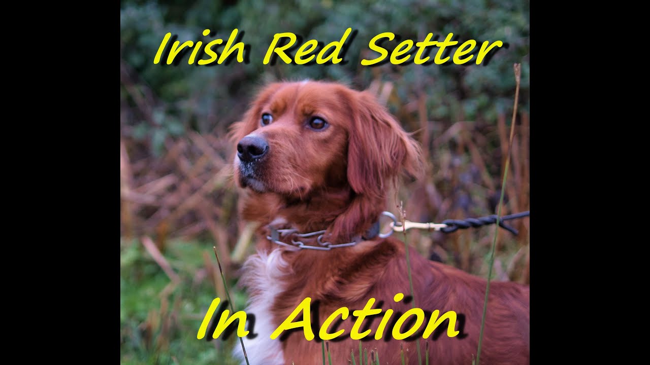 Irish Red Setter in Action