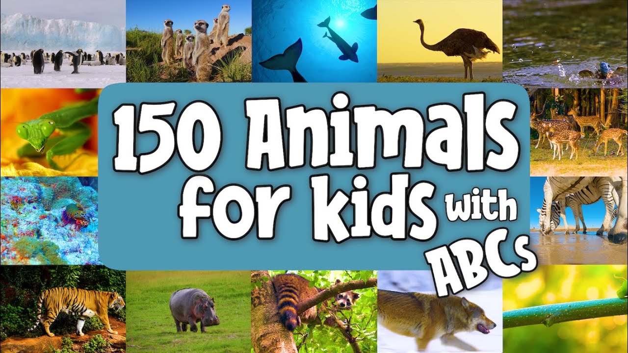 150 животных для детей с алфавитом | Учим названия диких животных | Видео для обучения алфавиту |...