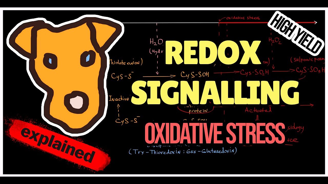 Mechanism of Redox signaling. Redox imbalance. Oxidative stress.
