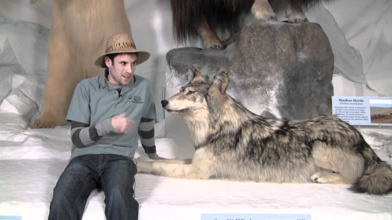 Gray Wolf