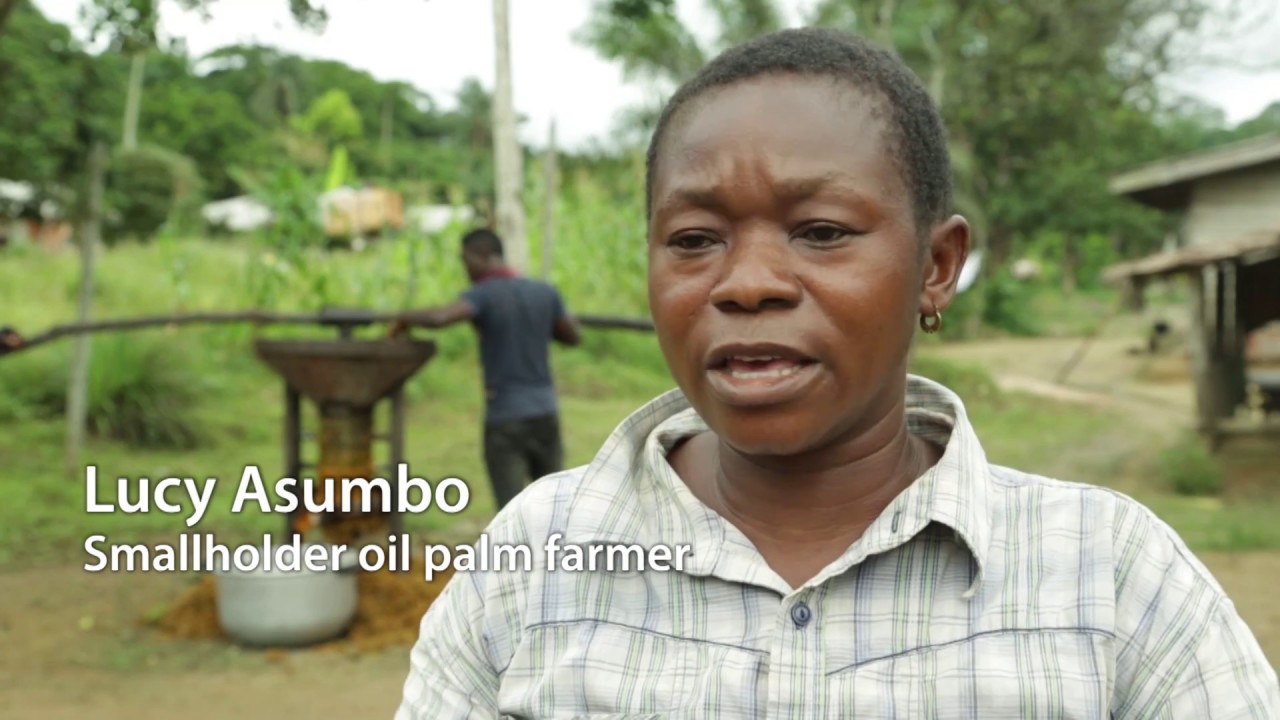 Sustainable development of Cameroon's palm oil