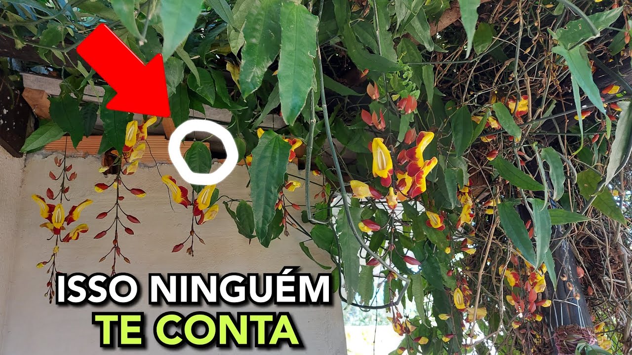 Esse SEGREDO ninguém te CONTA sobre o SAPATINHO de JUDIA