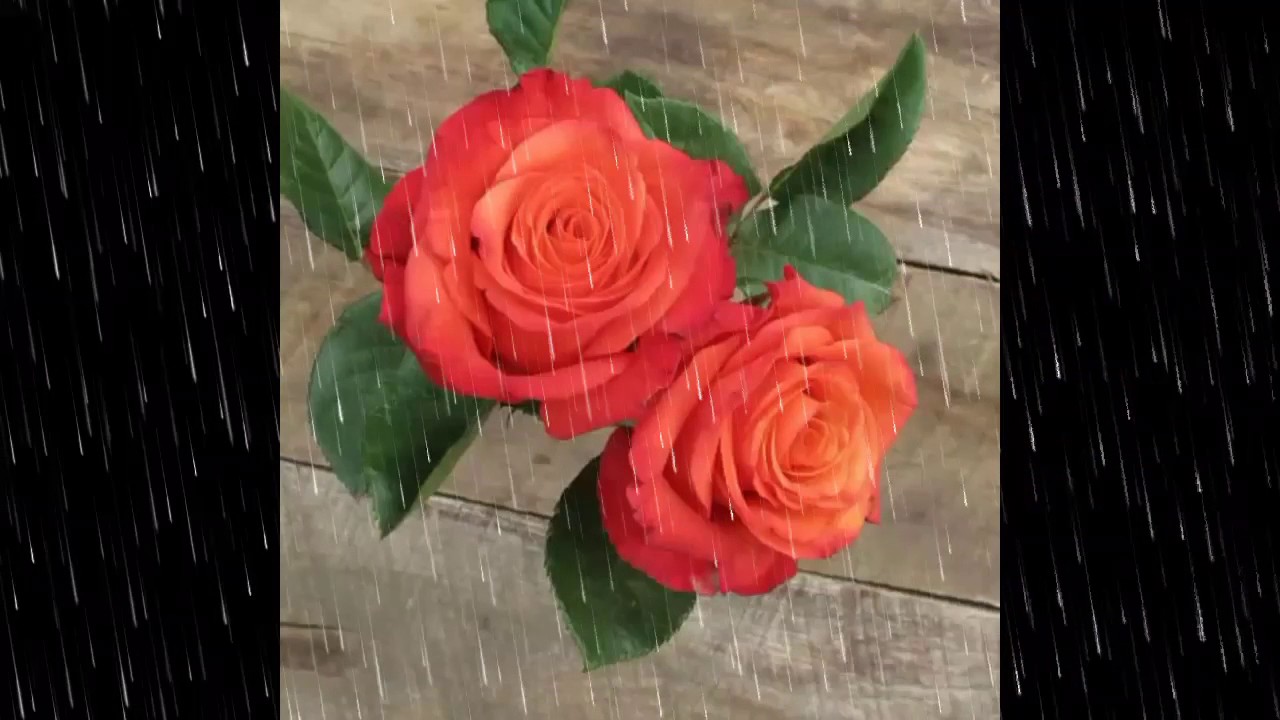 Sahot cadar 🌷🌹💐🍁🌷ye salo czara