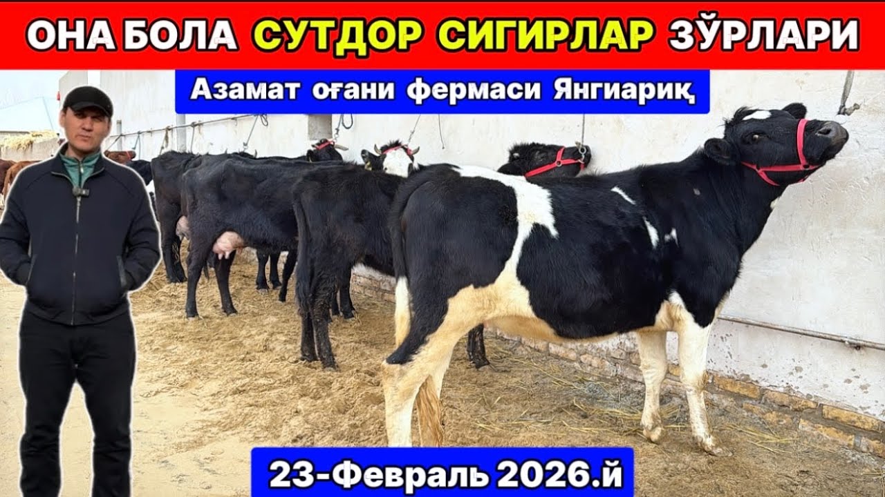 ОНА БОЛА СУТДОР СИГИРЛАР ЗЎРЛАРИ ЧИҚДИ Азамат оғани фермаси Янгиариқ 23-февраля 2026 г.