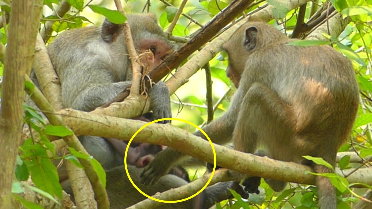 JANNA Monkey Quickly Hand Out And Afraid Of Disciplinee By JANE Monkey Stare Until Cry Horribl.
