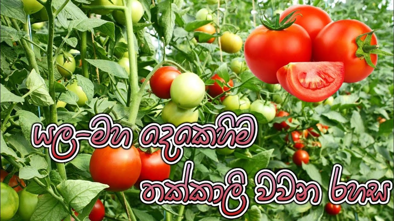 තක්කාලි වගාව🍅Tomato cultivation යල මහ දෙකේම සාර්ථකව තක්කාලි වගා කිරීමේ රහස.🍅🌳🍅🌳🍅