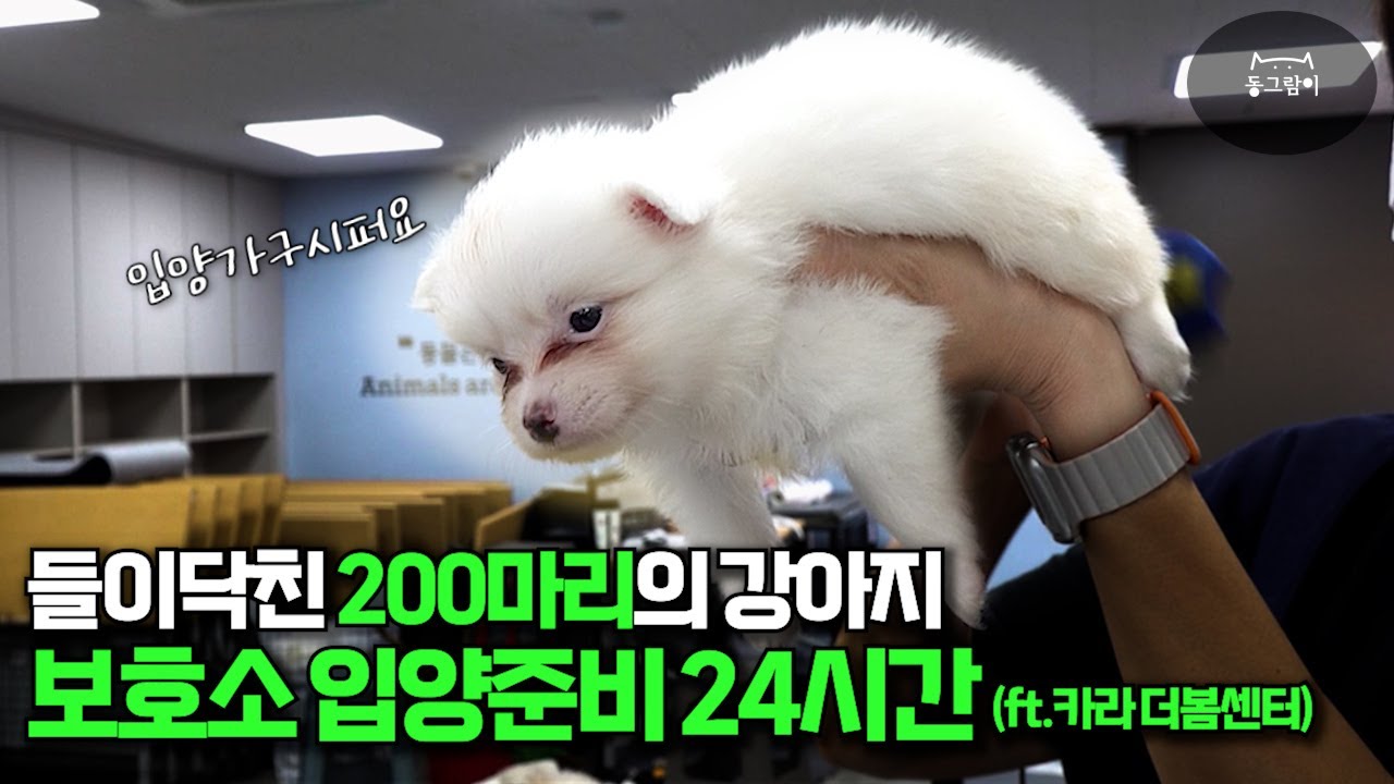 불법번식장에서 구조된 강아지, 우리도 새로운 가족을 찾을 수 있을까요? 입양행사까지 D-1! 치열한 현장 속으로 [동물 1일 더봄센터편]