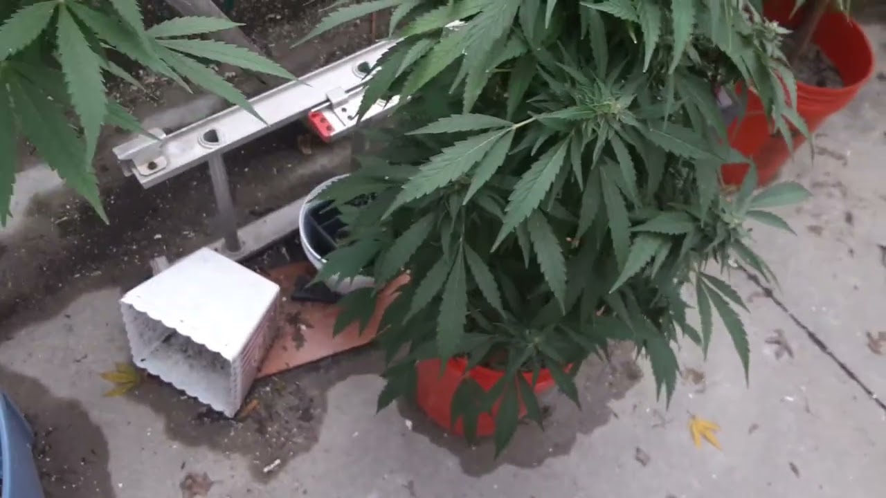 2021 harvest day repost from theweedtube