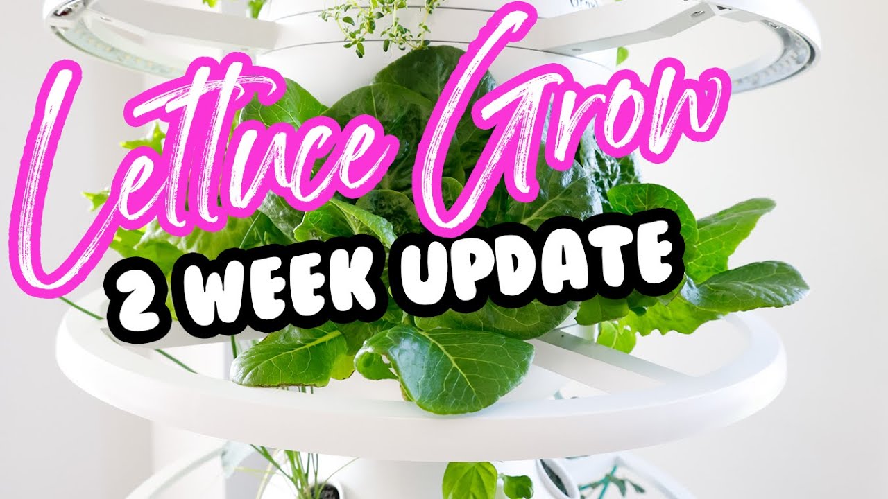 Lettuce Grow Farmstand - 2 WEEK UPDATE + TROUBLESHOOTING | Slay At Home Mother