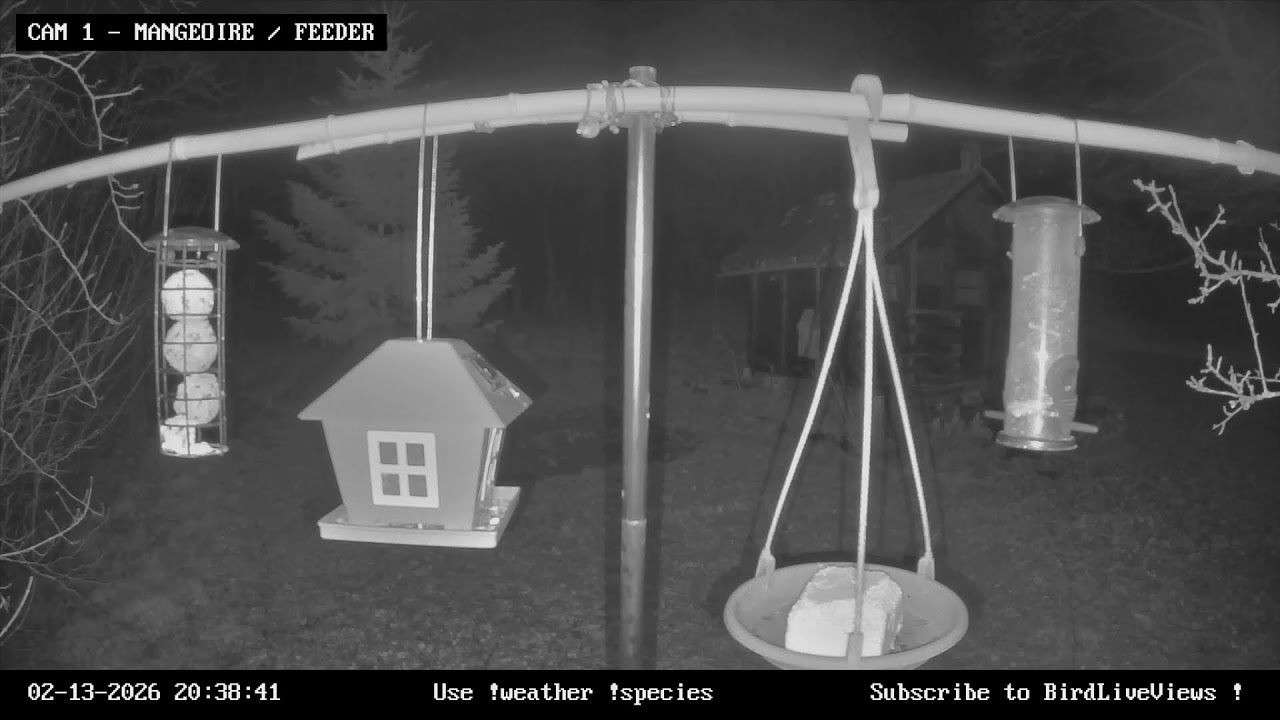 CAM 1 - Mangeoire à oiseaux / Garden Bird Feeder