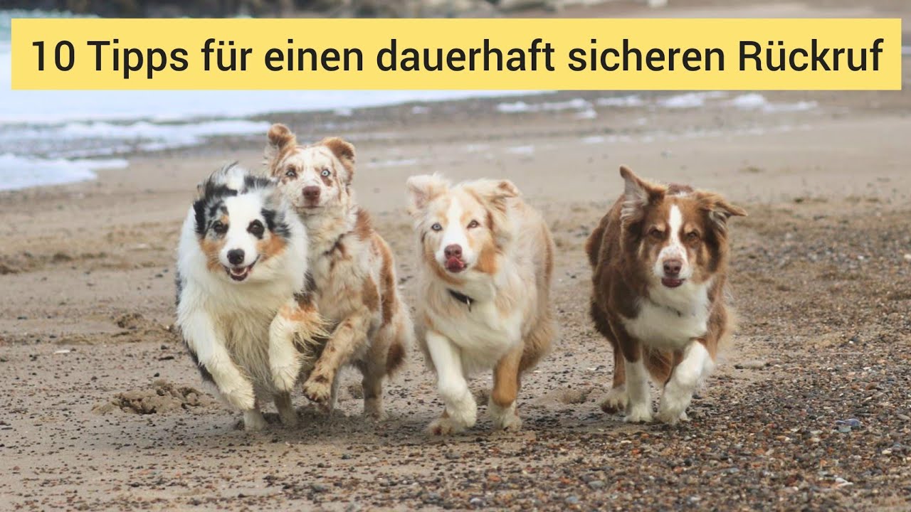 Der sichere Rückruf: 10 Tipps für einen besseren und langfristig funktionierenden Rückruf