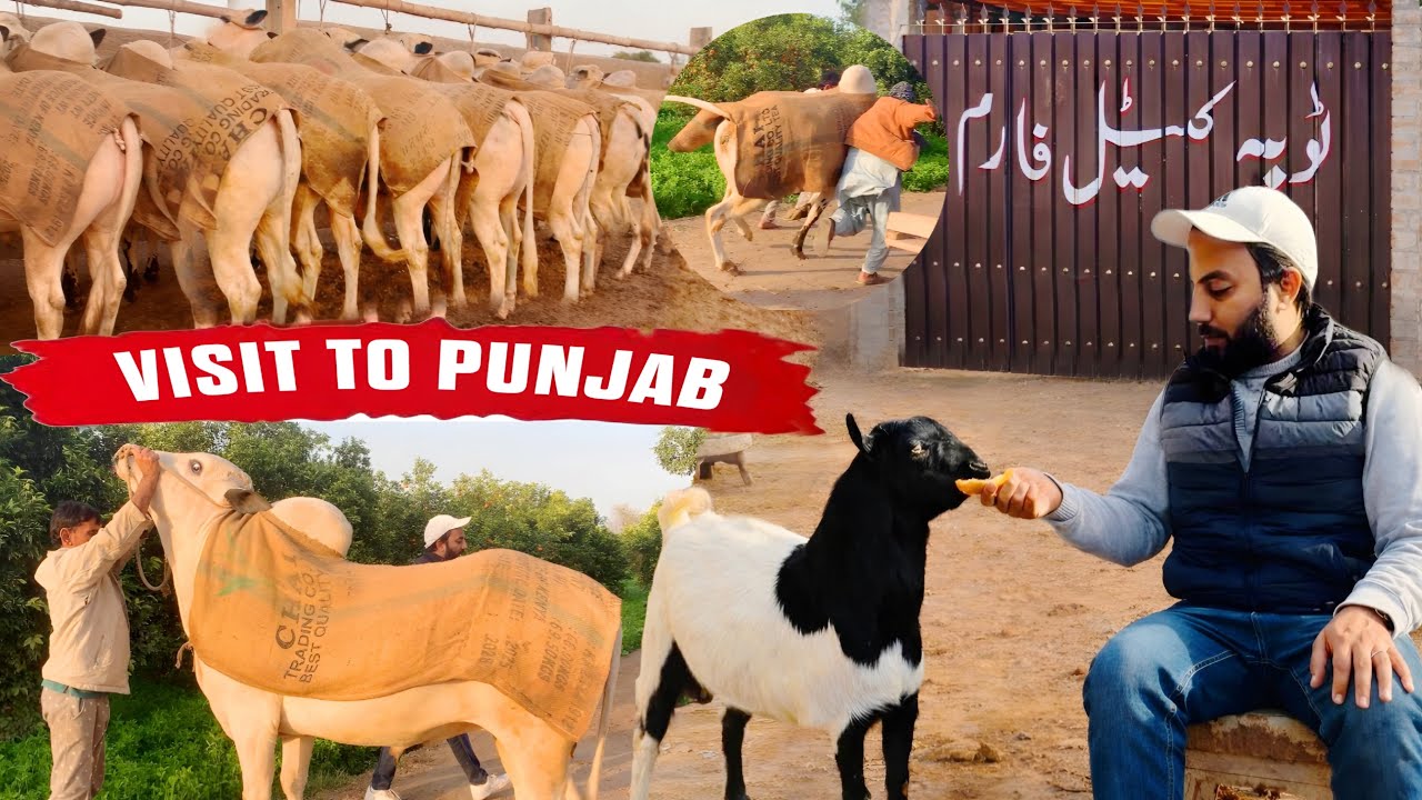 Visit to Toba Cattle Farm (Punjab) | Dhani Collection 2026