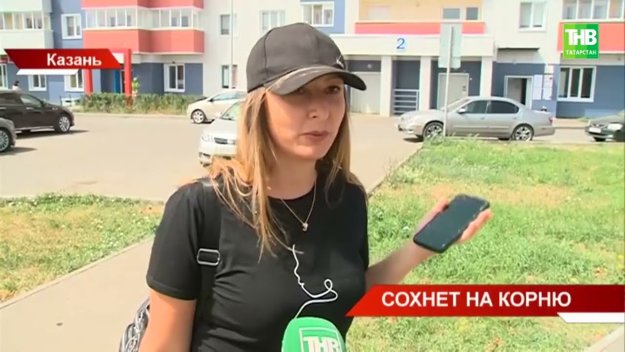 Жители Казани повсеместно сообщают о гибнущих от жары зелёных насаждениях