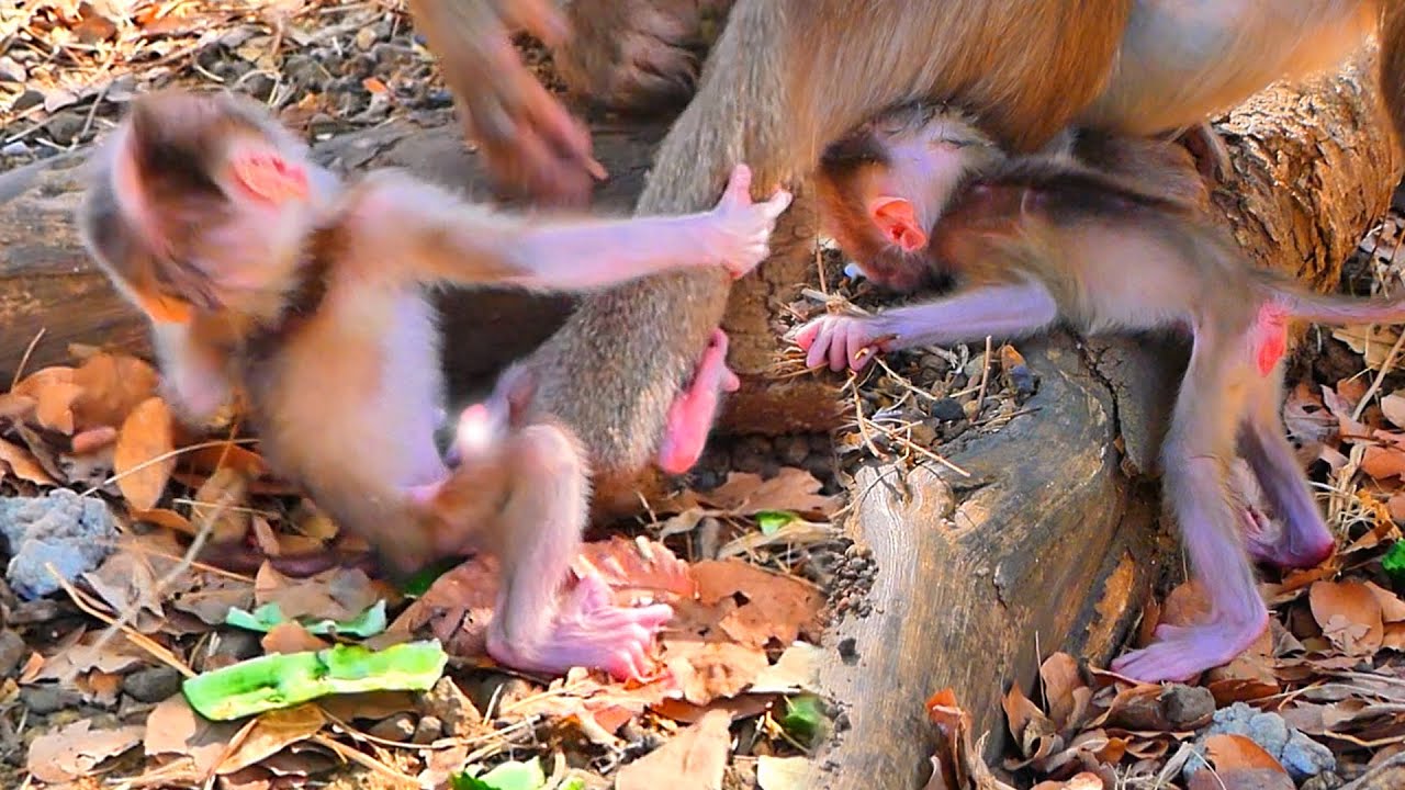🐒 Mama ROSITA Places Her Baby on a Tree Root — A Quiet and Unusual Parenting Moment 🌿