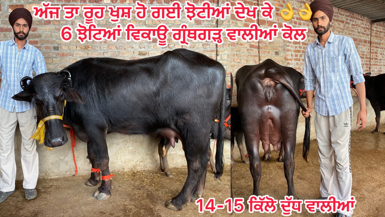 5 ਮਾਰਚ 2026 ☎️8264448827👈 6 ਝੋਟਿਆਂ ਹਰਿਆਣੇ ਦੀਆ ਤਾਜ਼ੀਆਂ ਸੂਈਆਂ ਵਿਕਾਊ 👌 #sale 