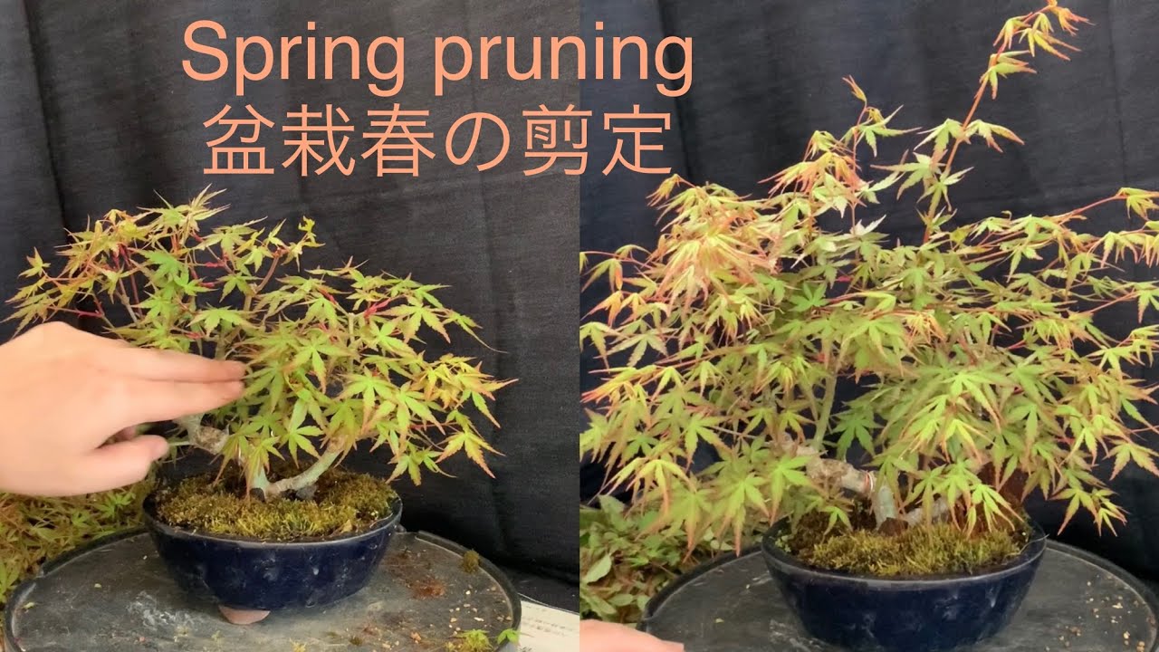 Bonsai Spring pruning 2 盆栽春の剪定作業