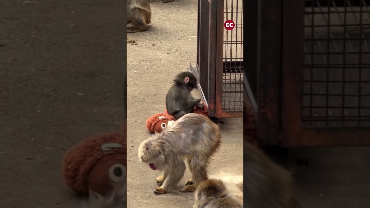 Punch, el mono que fue abandonado al nacer y que no se despega de su amigo de peluche