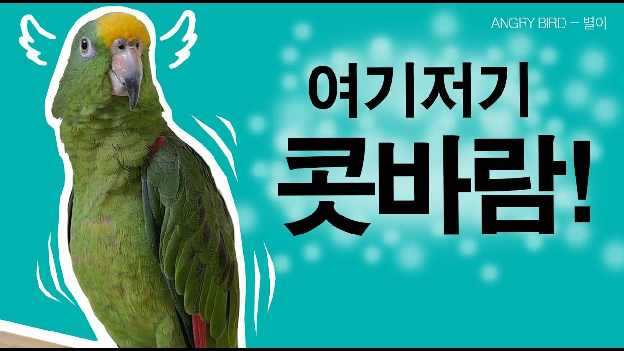 아빠 따라 다니다~ 콧바람 난 앵무새 / 오늘도 터지는 막말 대잔치  / 앵무새와 인간의 싸움 / 사람과 대화하는 아마존 앵무새 / ANGRY BIRD