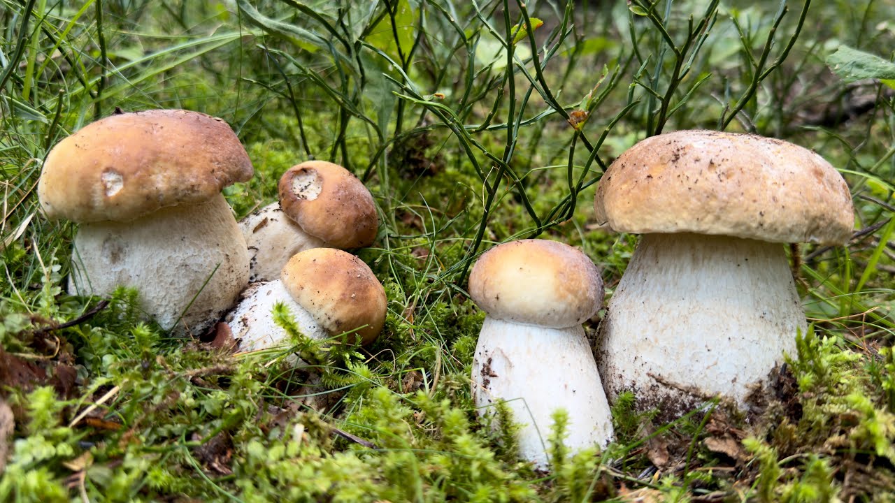 Funghi porcini in alta montagna