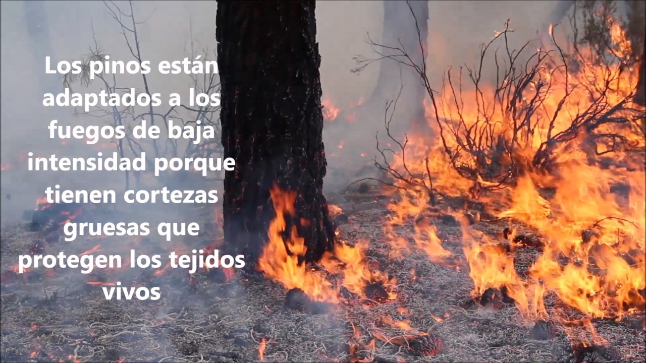 Explicación de una quema prescrita bajo arbolado en 3 minutos