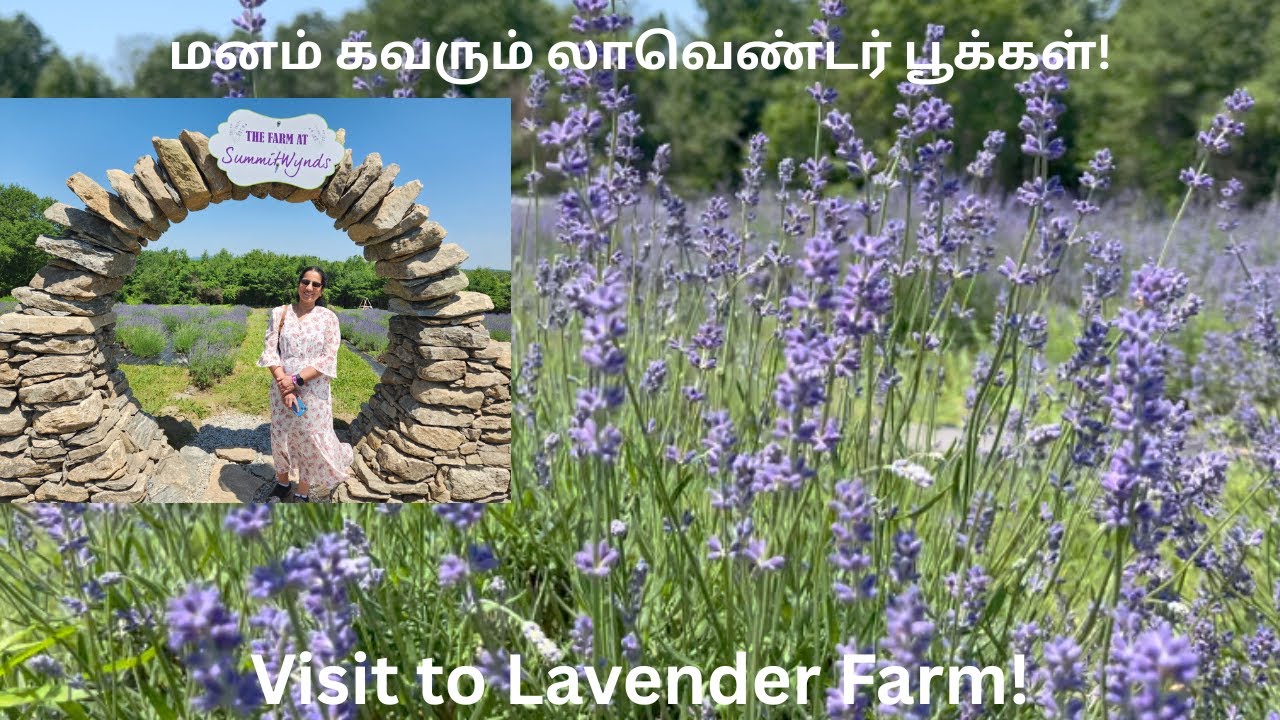 மனம் கவரும் லாவெண்டர் பூக்கள்| Relax Sunday at Lavender Farm| USA Tamil VLOG