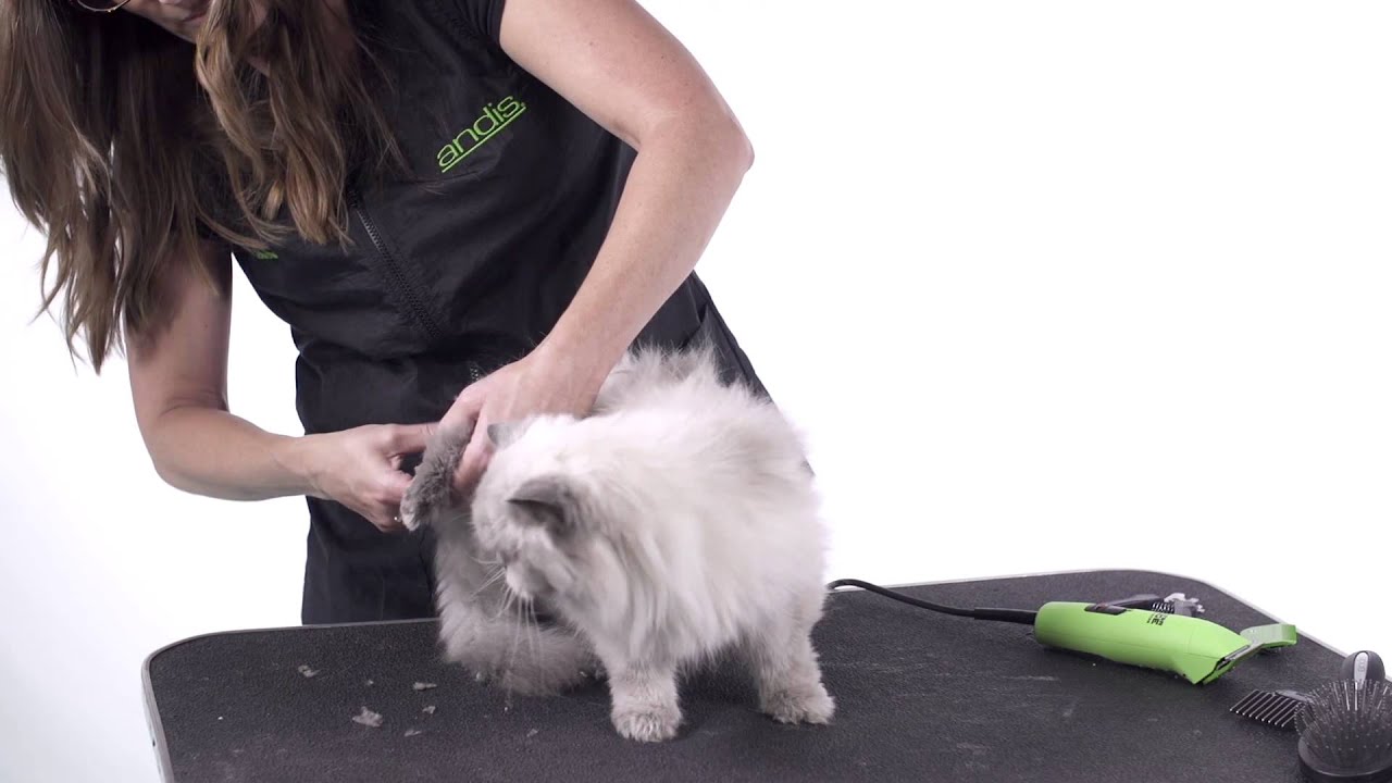 Cat Grooming 101