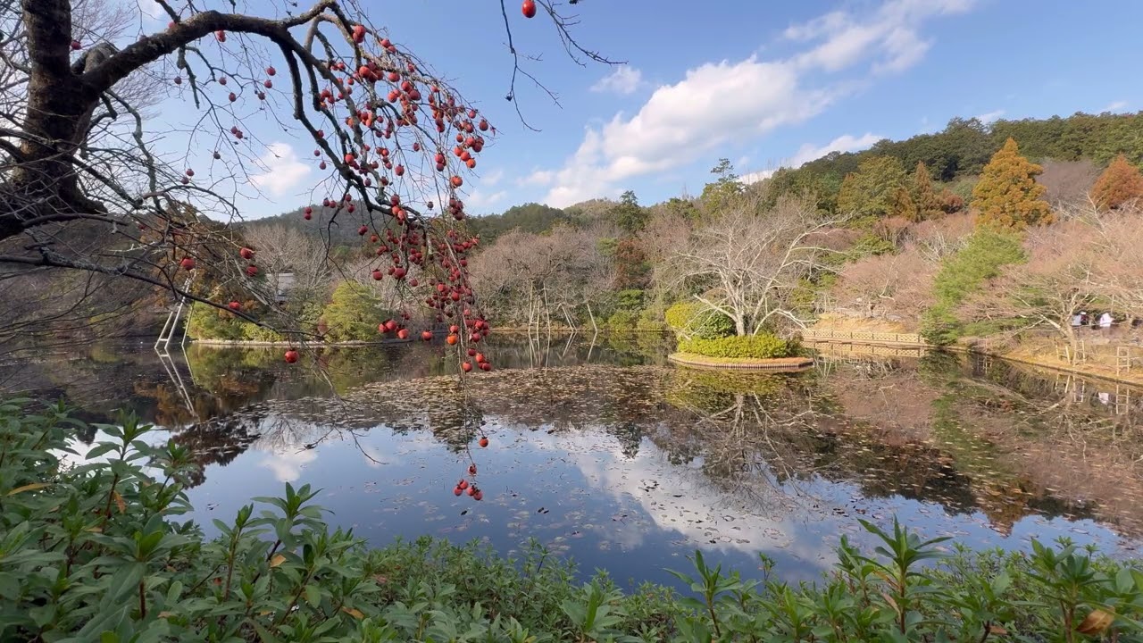 Winter Calm at Ryoan-ji Temple Garden | Ducks on the Pond & Persimmon Tree | Kyoto, Japan