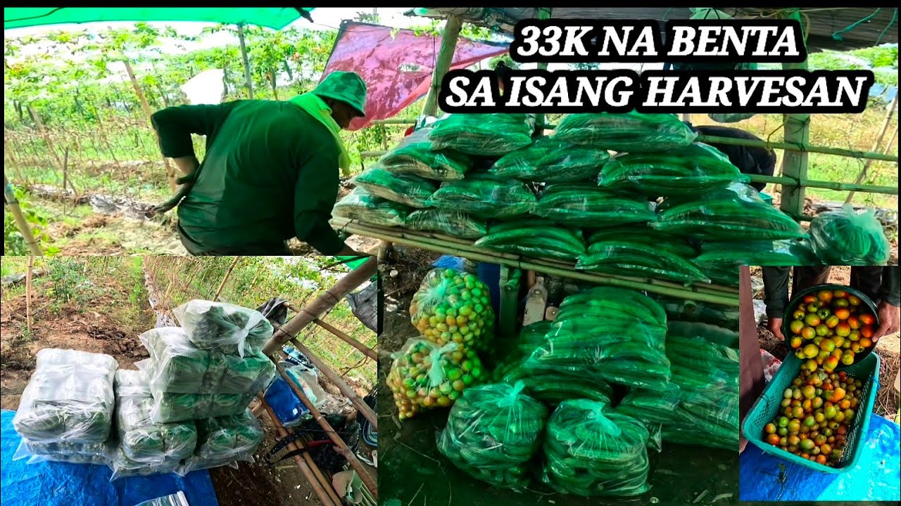 13TH HARVEST 33K NAGING BENTA NAMIN SA ISANG HARVESAN 🙏👏👏