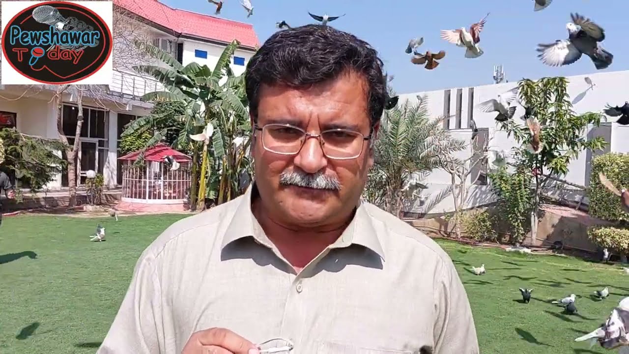 peshawar pigeon