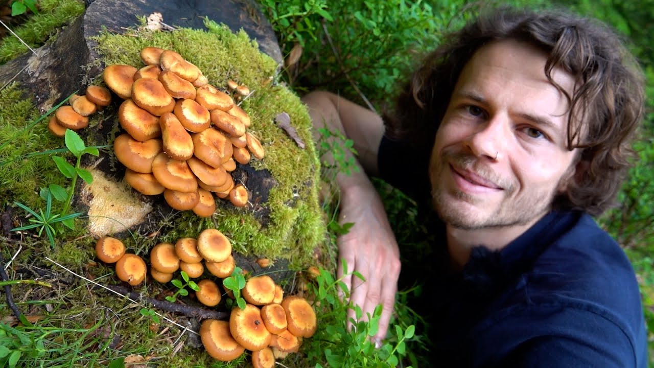 Pilze sammeln im Juniwald - Wildkräuter von der Wiese mit dazu