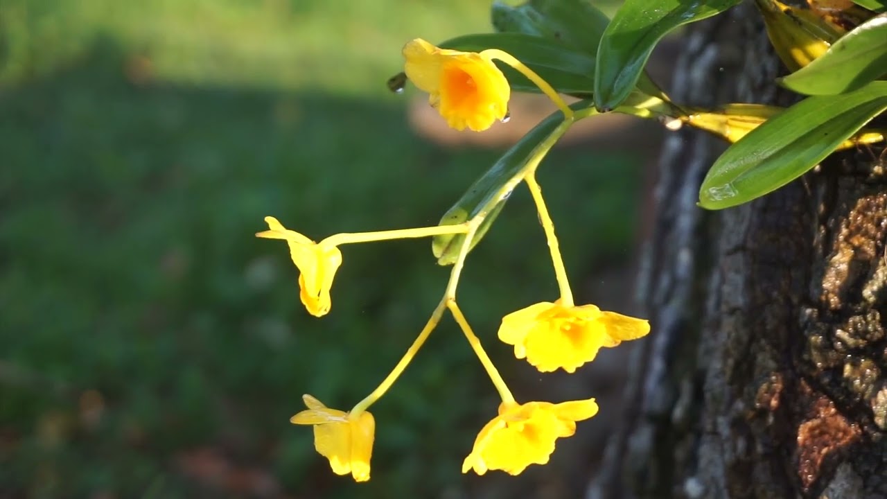 Beautiful Orchids collection at Orchids Garden Vietnam