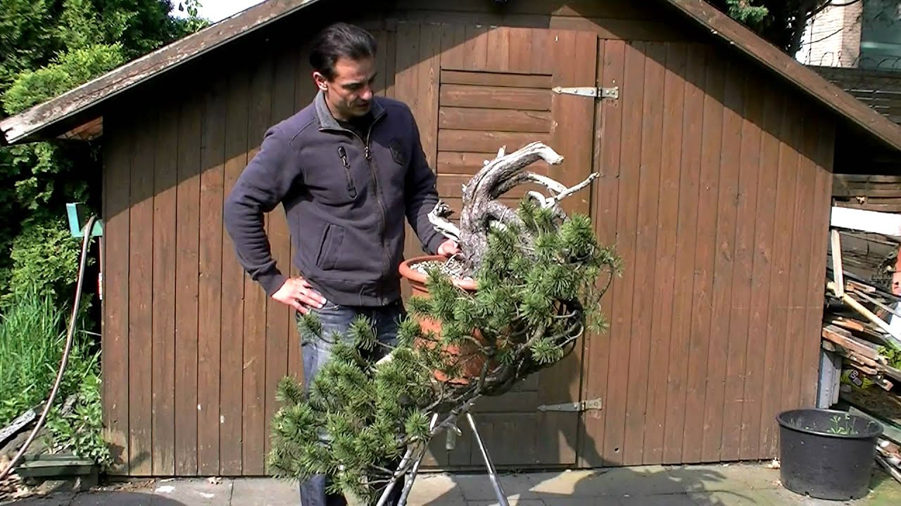 Bonsai - Ralf Steiner - Erstgestaltung Mugo Kaskade