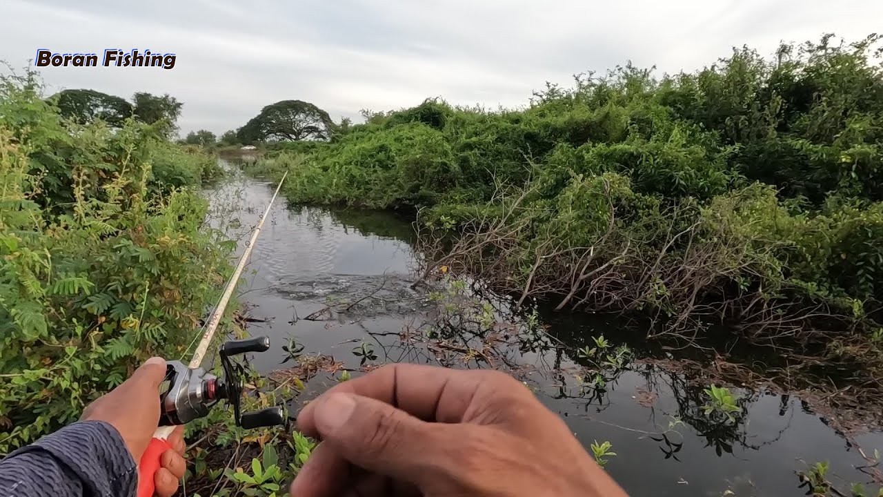 Amazing Snakehead fish| តើត្រីឌៀប ជាជនសង្ស័យនោះរូបរាងបែបណា?