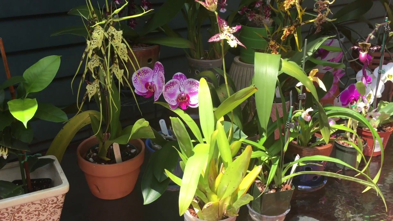 Blooming orchids in July. My kings and queens of the month -)) Brassia, oncidium , slipper orchids.